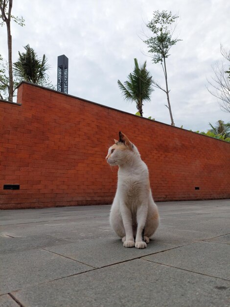 Cat lay at the park select focus eye