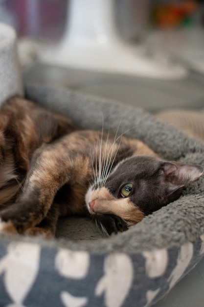 A cat laying in a bed with a blanket