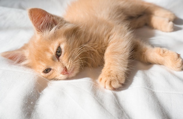 A cat laying on a bed with its eyes closed