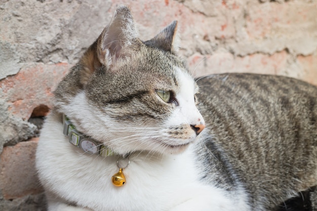 木製の椅子に余暇を置く猫