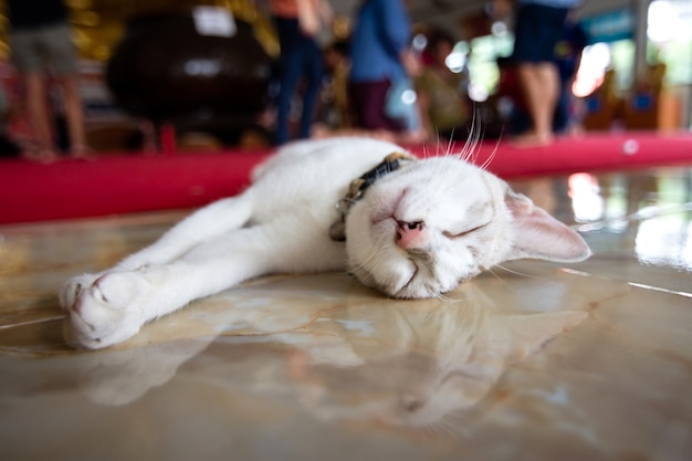 Cat laying down to sleeping on his back on the floor.