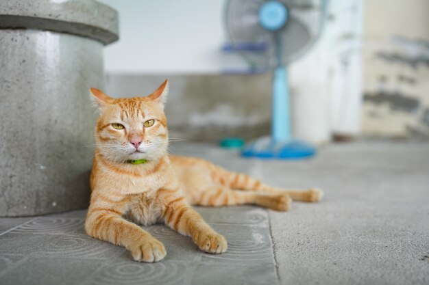 A cat laying on the floor with a blue fan in the background