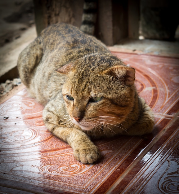 Кошка, лежащая на полу