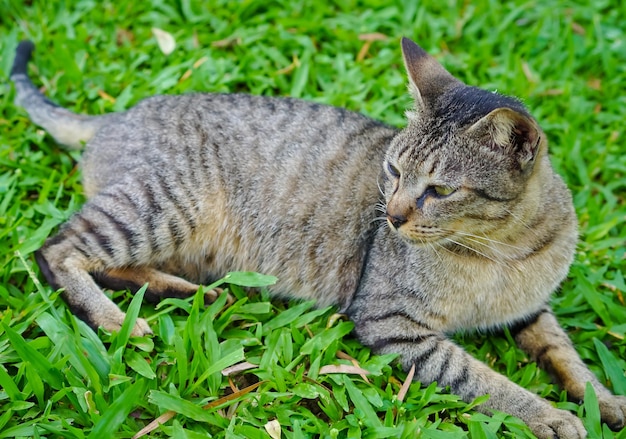 A cat laying on the grass in the garden