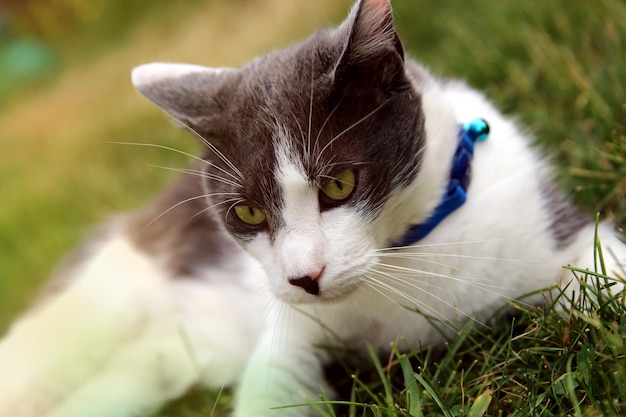 裏庭の外の芝生の上に横たわる猫 休んでカメラを見ている猫