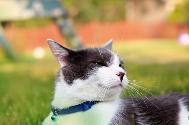 뒤뜰 정원 밖에 있는 풀밭에 누워 있는 고양이 고양이는 쉬고 있는 카메라를 보고 있다