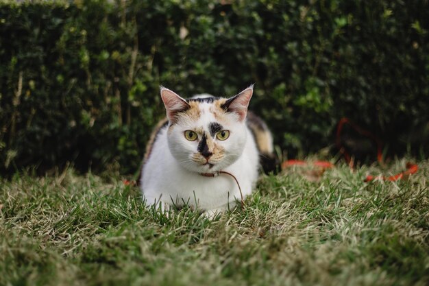 A cat laying in the grass with a string in its mouth