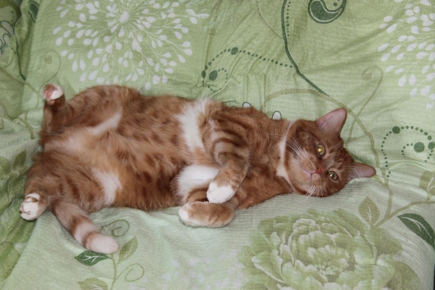 a cat laying on a green and white floral print cover