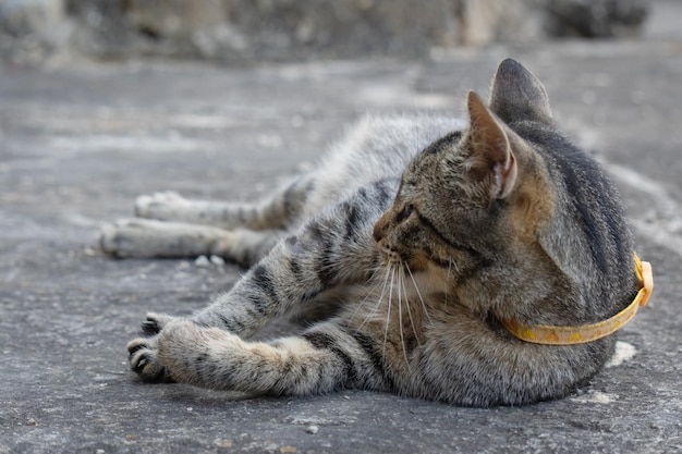 「猫」と書かれた黄色い首輪をして地面に横たわっている猫