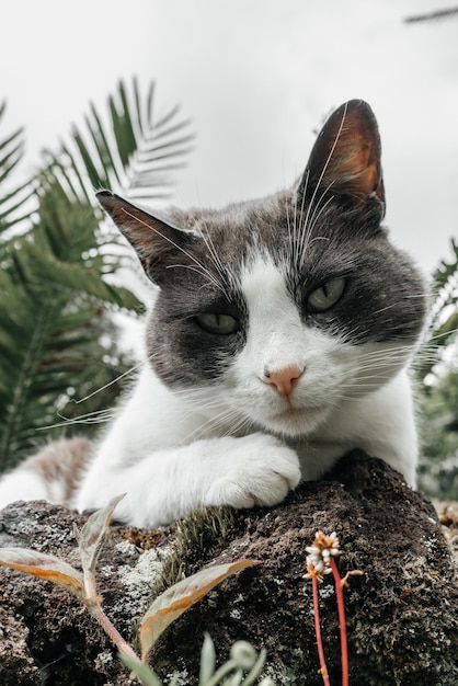 A cat laying on a rock in the garden