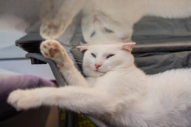 家で壁のガラスに取り付けられたベッドに横たわっている猫
