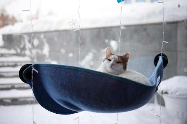 Cat laying in wall glass mounted bed at home