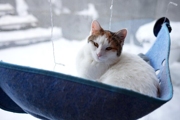 家で壁のガラスに取り付けられたベッドに横たわっている猫。