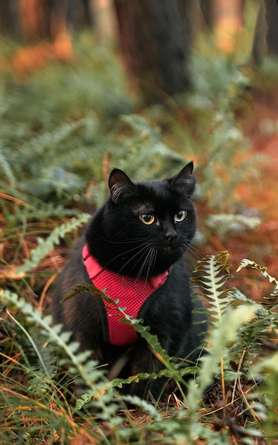 Cat on a leash in the forest Black cat with a red cat harness Pet equipment for domestic cats