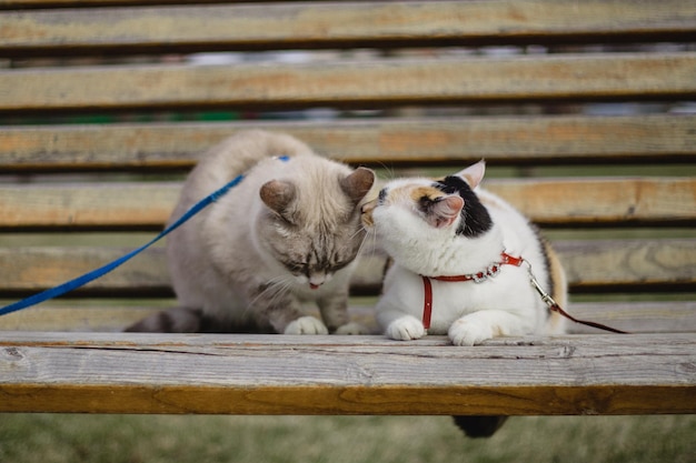 A cat on a leash is next to a cat on a leash.