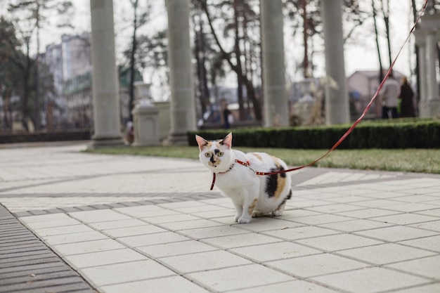 A cat on a leash walks in a park