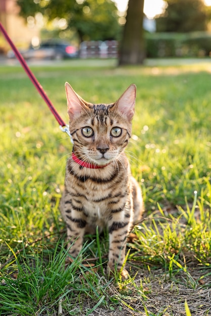 Photo the cat on a leash walks on the street at sunset.