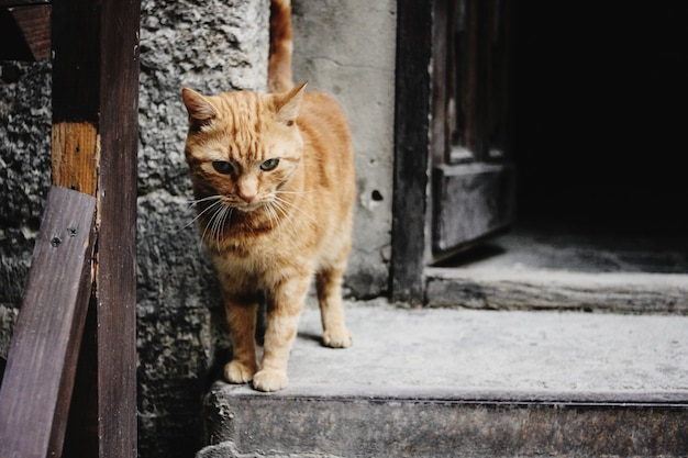 Cat on the ledge of a window