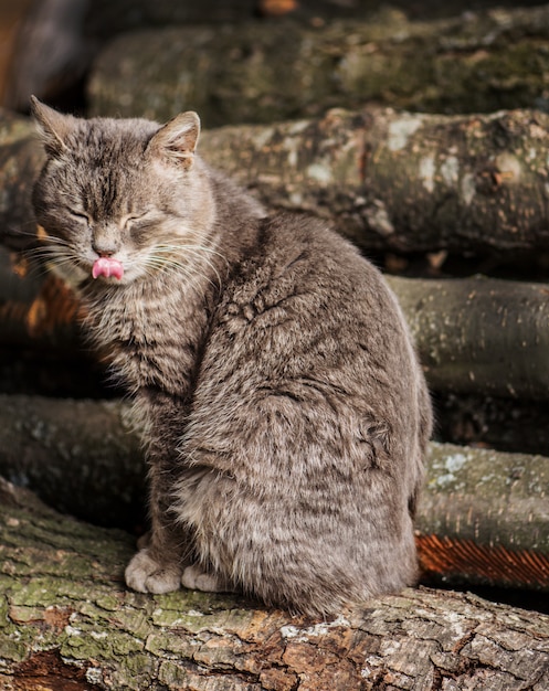 猫が食べた後唇をなめる