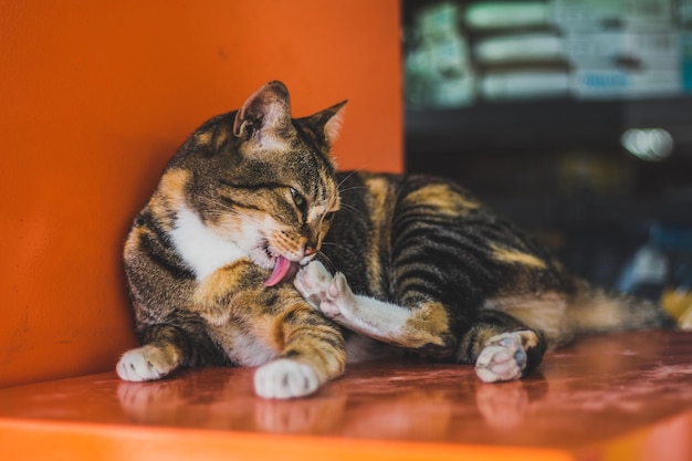 オレンジの容器に座っている猫が舐めている