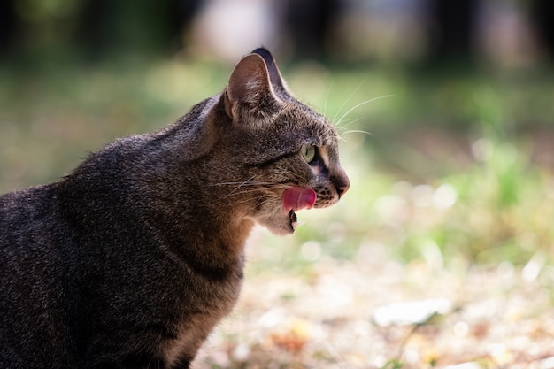 猫は灰色の猫の肖像画をなめる