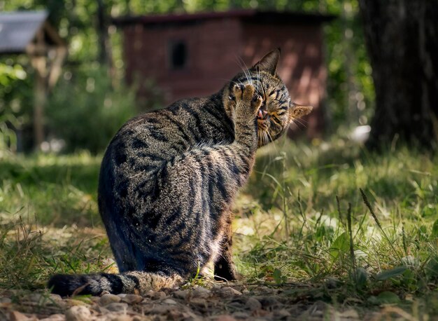 Кот лижет себе лапу