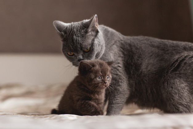 Кот лижет своего красивого маленького котенка