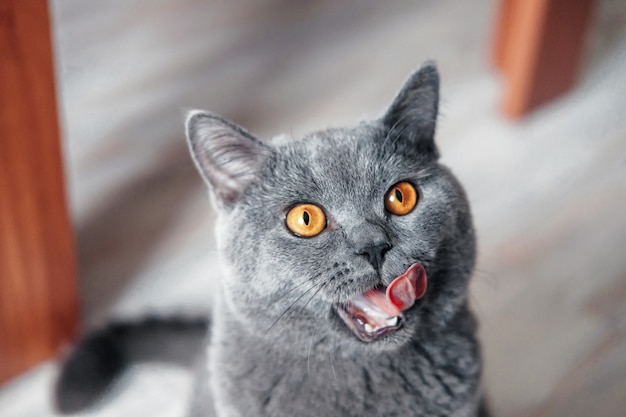 Cat licks nose, beautiful British cat with yellow eyes