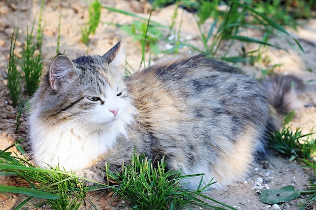 Кошка лежит на летней природе
