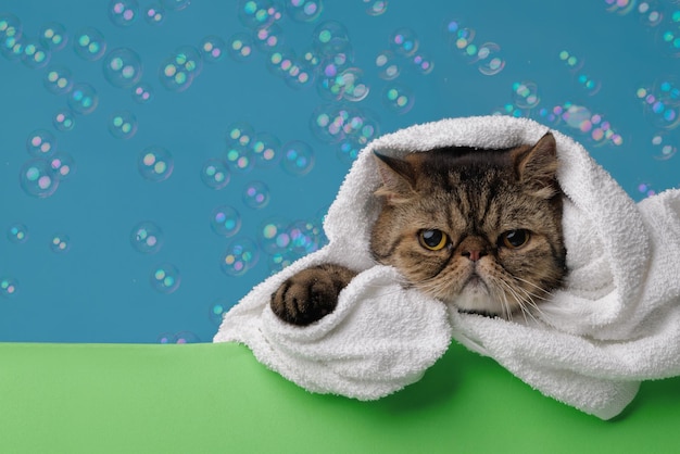 Il gatto giace dopo il bagno in un asciugamano con bolle di sapone su sfondo blu
