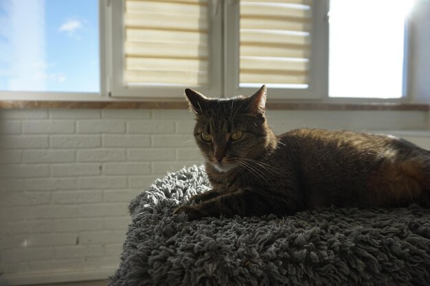 Cat lies in the apartment in the sun