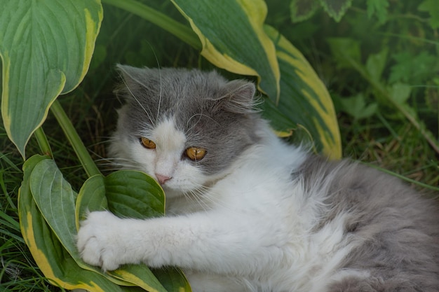 猫は背景に色とりどりの花と緑のボケ味で横たわっています