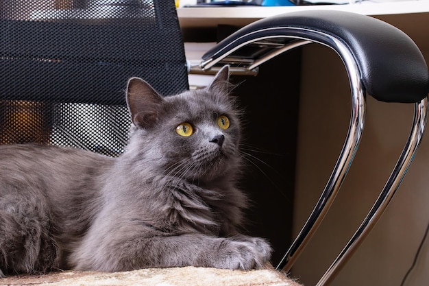 A cat lies on a computer chair