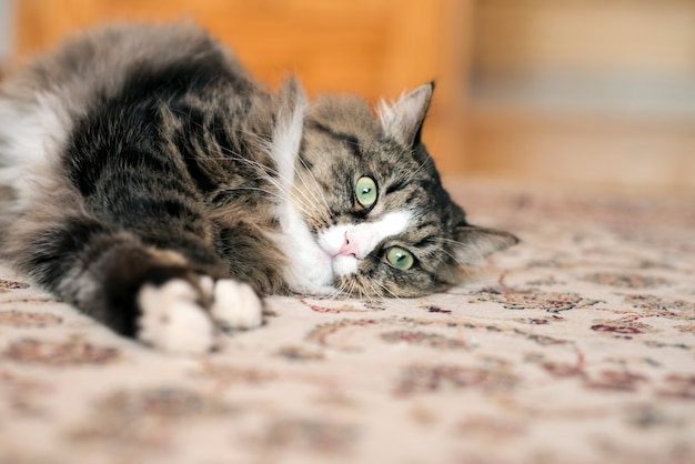 猫は床に横たわっています。カーペットの上で休んでいる猫。