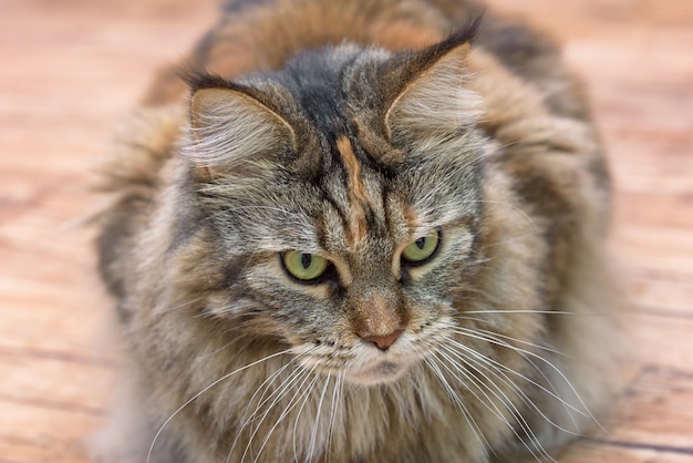 Cat lies on the floor