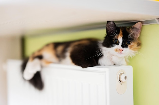 Cat lies on a heating radiator on a cold day