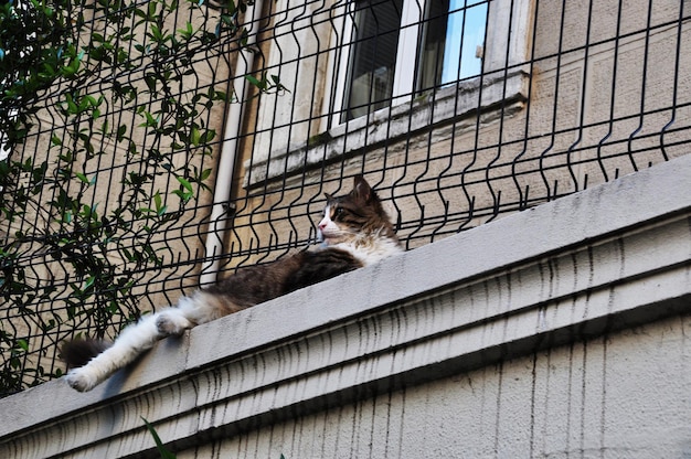 The cat lies on a high fence near a residential building. Panorama of the city.