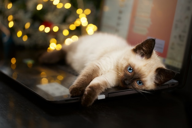 Photo cat lies on keyboard pc computer. shallow dof