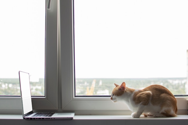 Cat lies near the window with a laptop and looks at the monitor, the kitten uses the computer