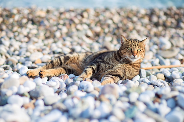 Кот лежит на гальке на берегу моря.