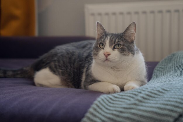 Foto il gatto giace rilassato sul divano e distoglie lo sguardo