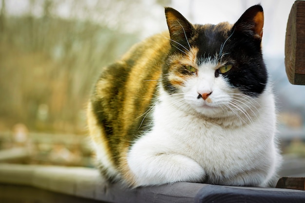 Cat lies on the street, close-up, front view