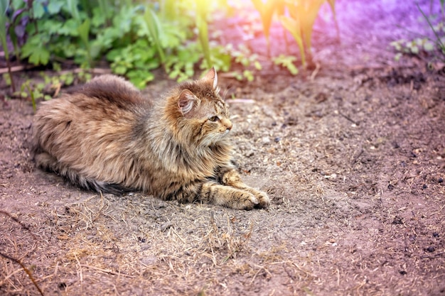 A cat lies in the summer garden