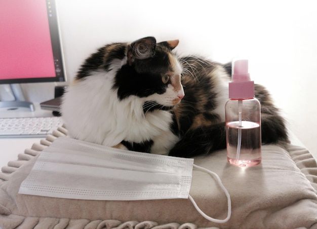 The cat lies on the table with a mask and antiseptic on the owners desktop