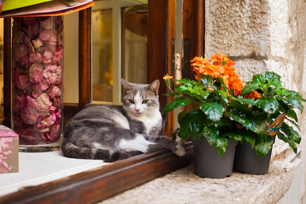 南フランスのサンポールドヴァンスの村の鍋の花の近くの窓に猫が横たわっています。