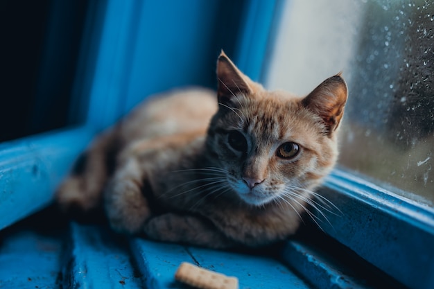 The cat lies at the window in the rain