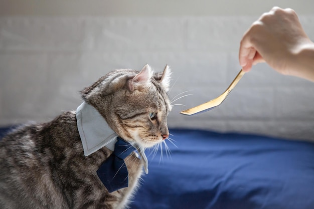 Cat live luxury comfortable on the bed . owner feeding food\
anorexia cat with a golden spoon. cats cute ginger kitten pet is\
feeling happy. love to animals pet concept.