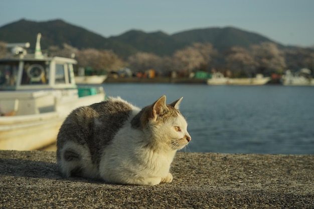 Foto gatto che vive nell'isola di okishima con un fiore di ciliegio in piena fioritura