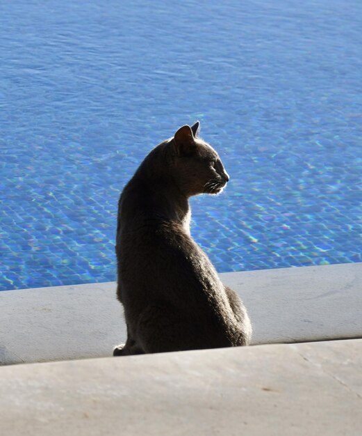 사진 수영장을 바라보는 고양이