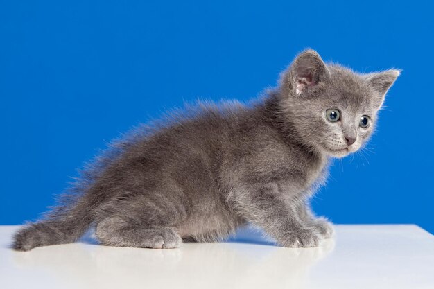 Cat looking away against blue background